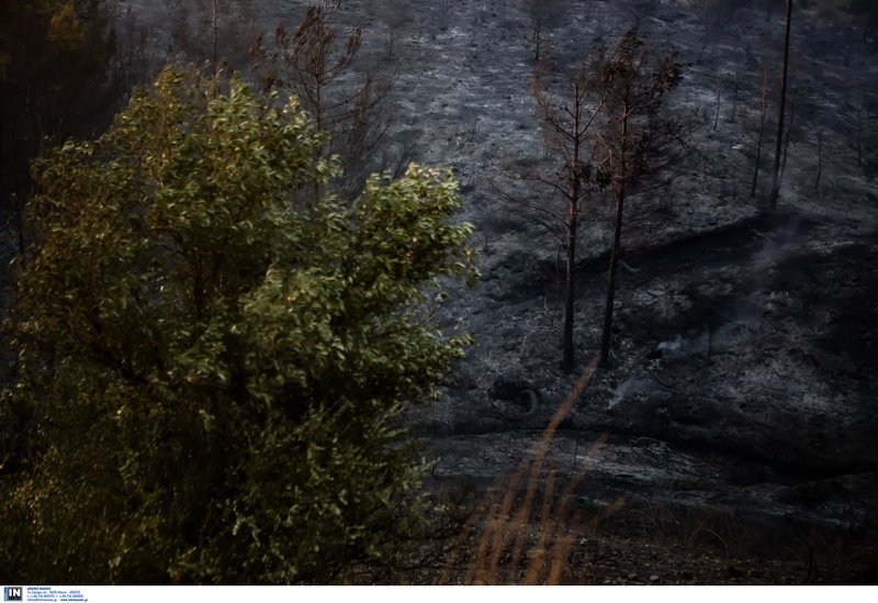 Καμμένα στο δάσος στην Εύβοια