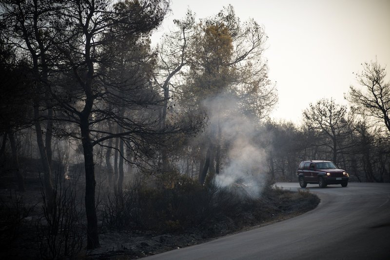 Καμμένα στο δάσος στην Εύβοια