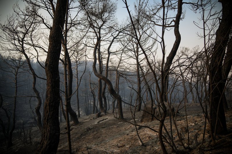 Καμμένα στο δάσος στην Εύβοια