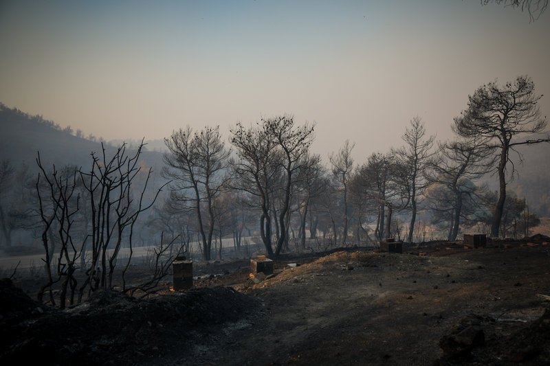 Καμμένα στο δάσος στην Εύβοια
