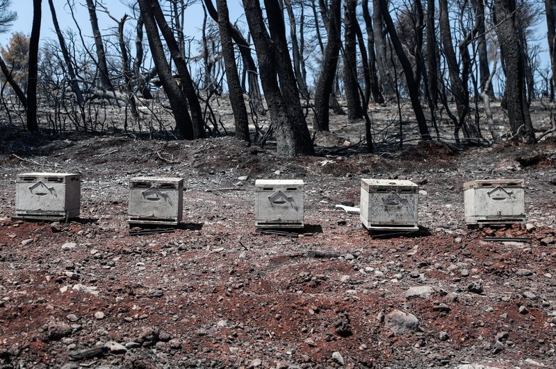 Μελίσσια στο καμένο δάσος στην Εύβοια