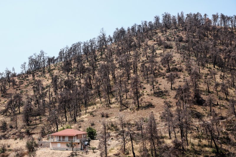 Καμένο δάσος στην Εύβοια