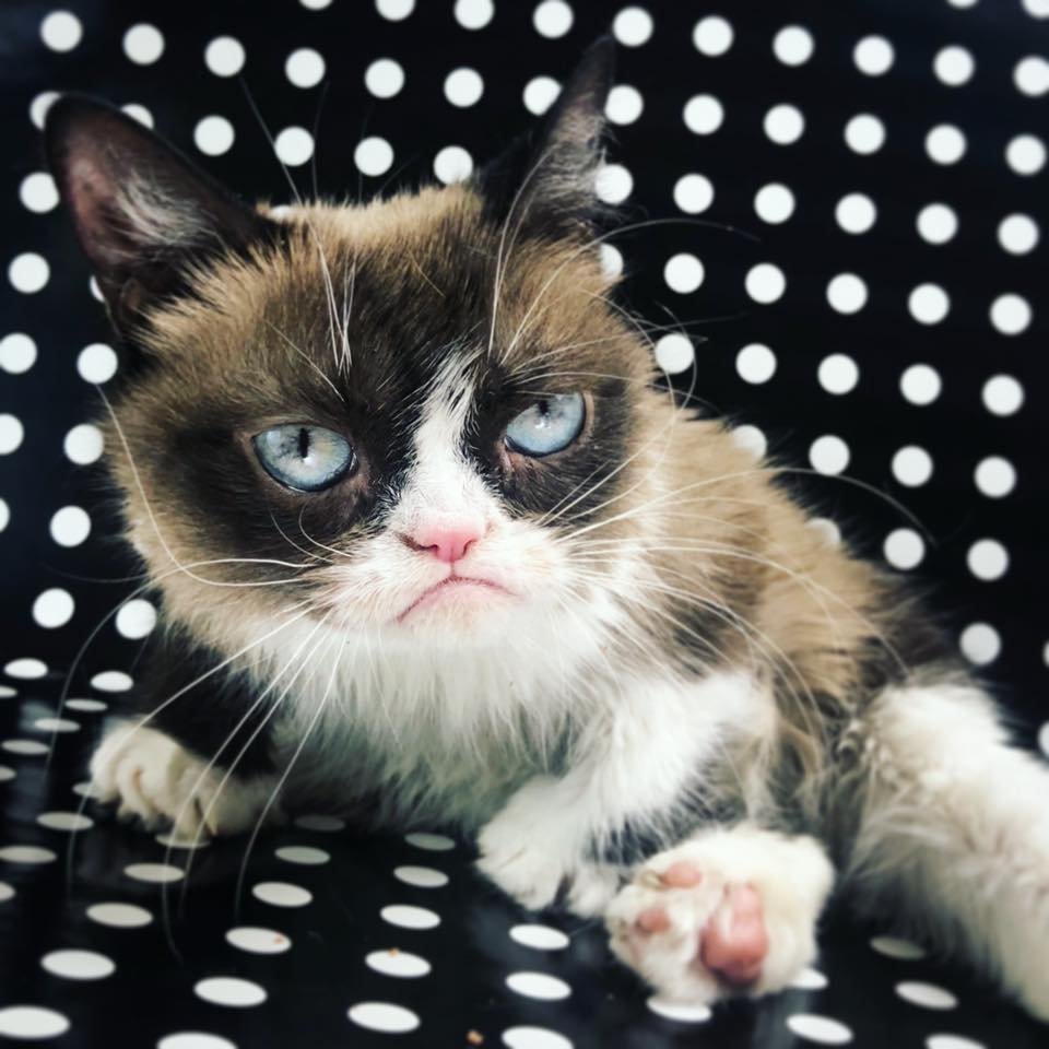 Η διάσημη Grumpy Cat / Φωτογραφία: The Official Grumpy Cat / Facebook