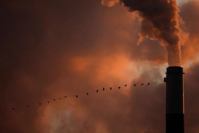 Koπάδι αγριόχηνες περνά μπροστά από την υψικάμινο λιγνιτικής μονάδας παραγωγής ενέργειας στο Κάνσας
