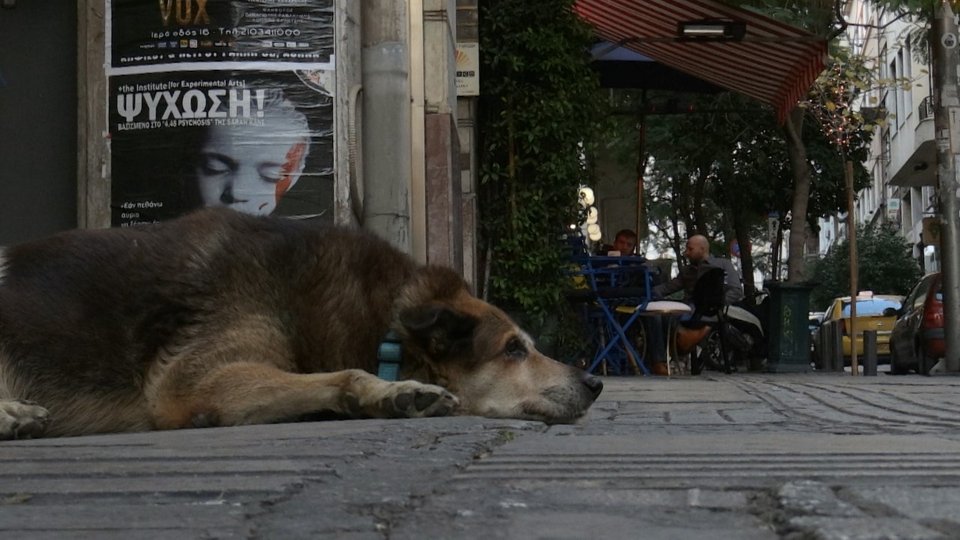 σκύλος