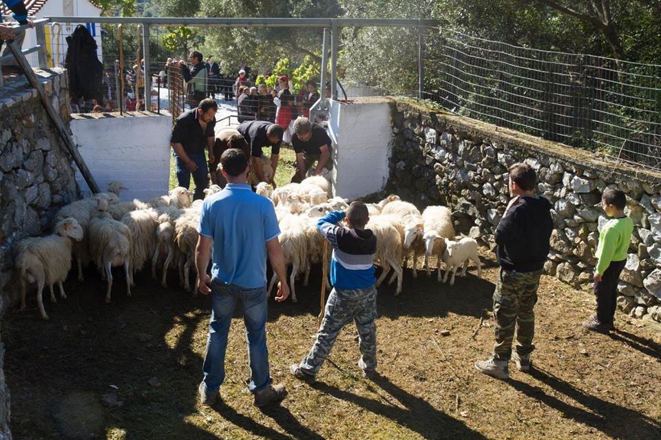 Πρόβατα