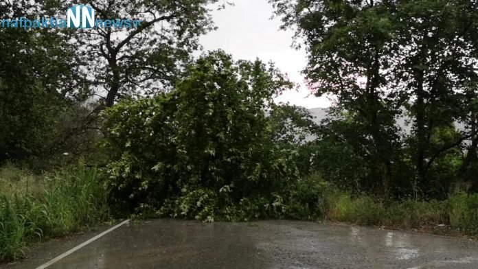 Οι δυνατοί άνεμοι ξερίζωσαν ένα πλατάνι