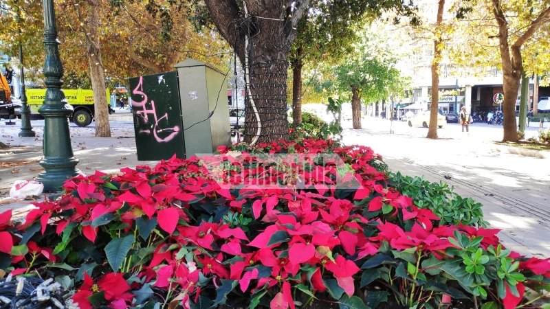 Τοποθετήθηκε το χριστουγεννιάτικο δέντρο στην πλατεία Συντάγματος
