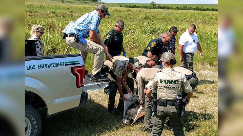 Αστυνομικοί και ειδικοί μεταφέρουν τον αλιγάτορα μετά την εξόντωσή του.
