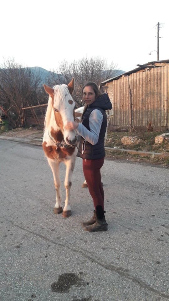 Καβάλα δηλητηρίαση άλογα