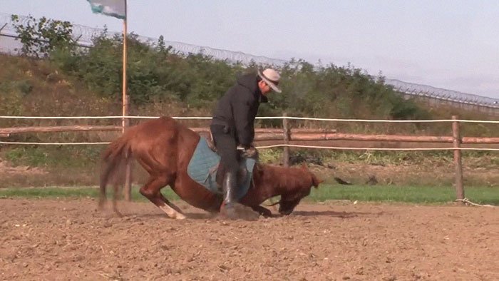 Μια άρνηση για οποιαδήποτε δουλειά έχει αυτό το άλογο - Μόλις κάποιος το καβαλήσει, πέφτει στο έδαφος και παριστάνει τον ψόφιο