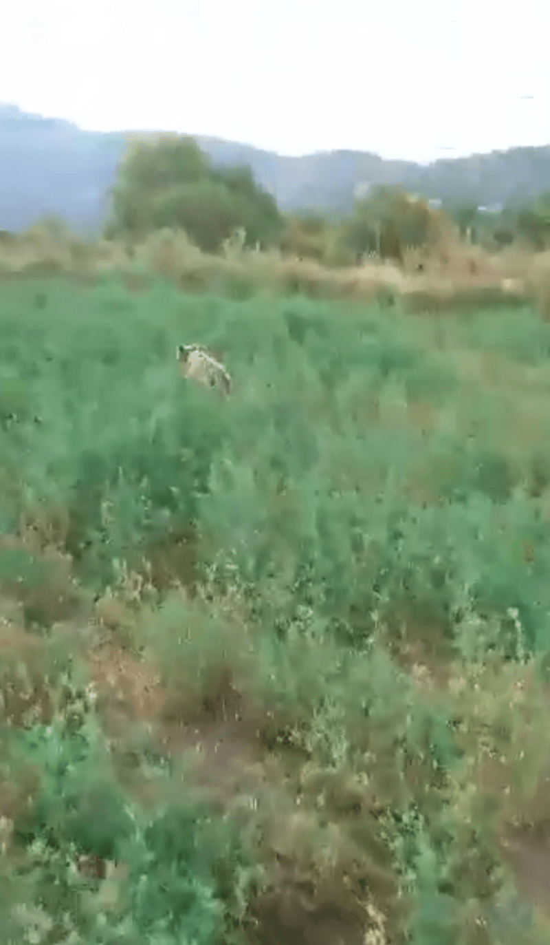 Το αρκουδάκι τρέχει ελεύθερο στη φύση