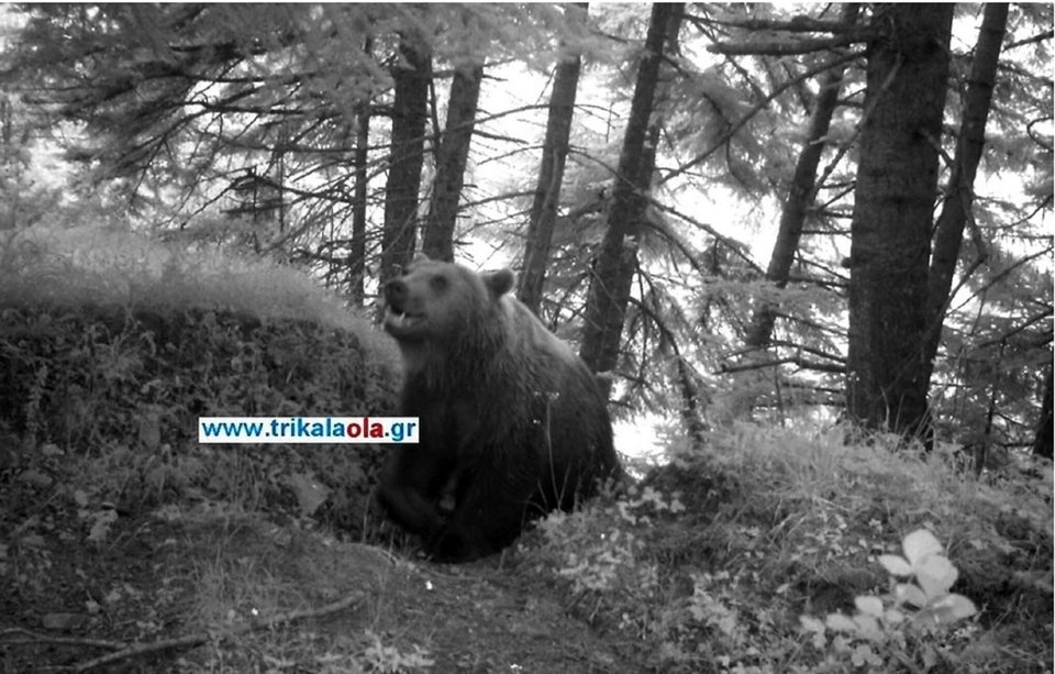 Η αρκούδα στο Νεραϊδοχώρι Τρικάλων