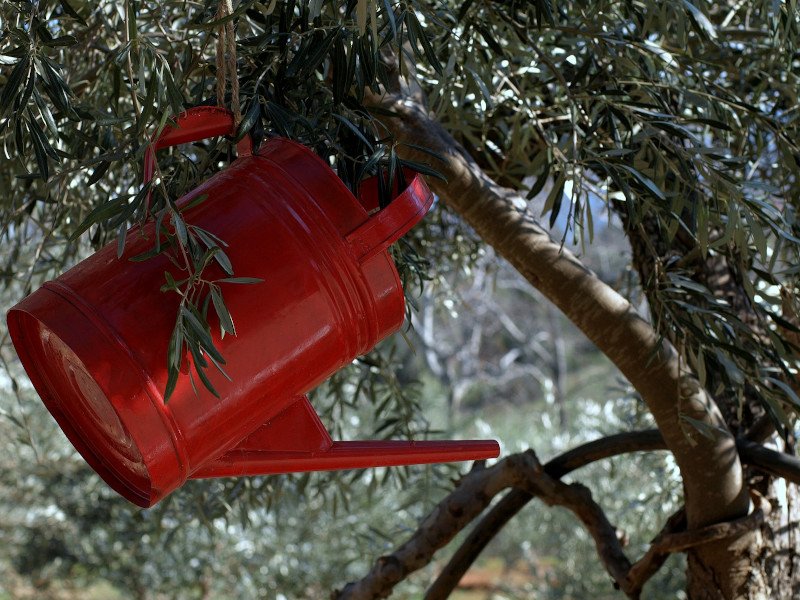 Φωτογραφία: Facebook crazy farm @crazyfarm.gr