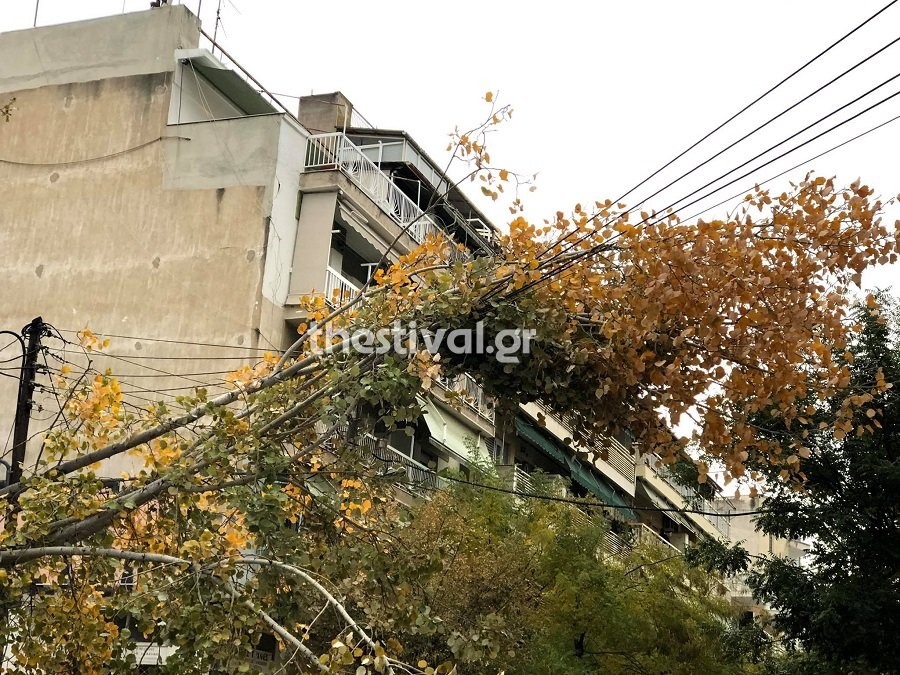 πεσμενο δεντρο