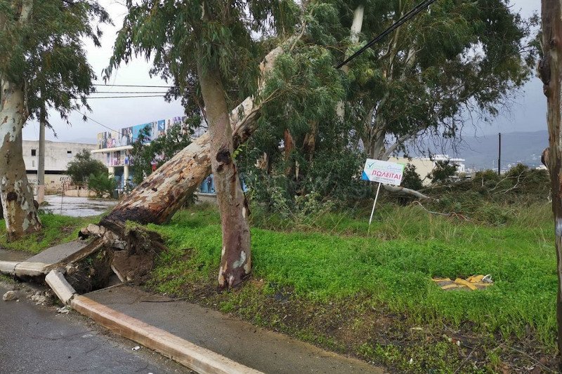 Πεσμένο δέντρο από τους ανέμους