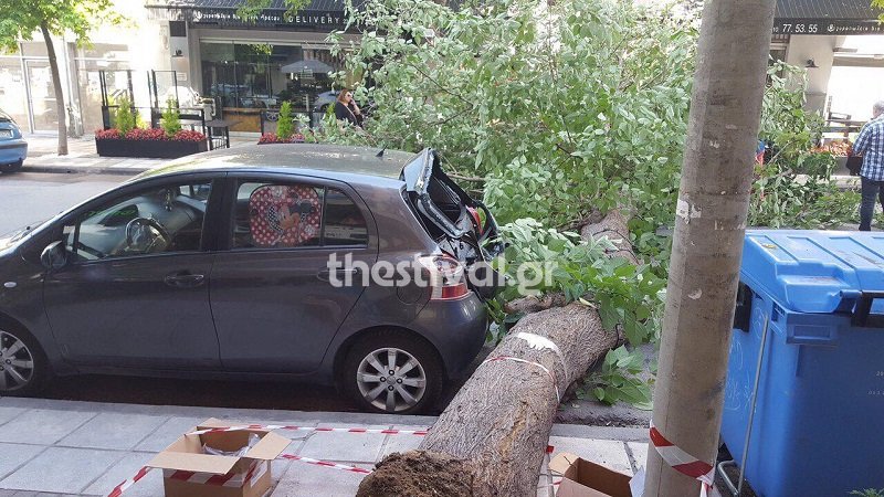 Το δέντρο που έπεσε στη Θεσσαλονίκη