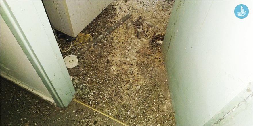 Νεκρό περιστέρι στην είσοδο της κουζίνας στο πρώην δημαρχείο Ιαλυσού.