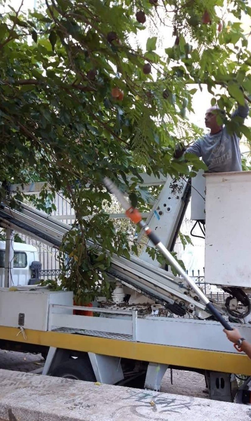 Κλάδεμα δέντρων από τον δήμο Αθηναίων