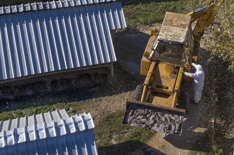 Φωτογραφία από drone με κλιμάκιο της Κτηνιατρικής Υπηρεσίας να διενεργεί υγειονομική ταφή μετά από τη θανάτωση με ευθανασία των πρώτων βιζόν που εντοπίστηκαν θετικά στον κορωνοϊό σε φάρμα στη Κοζάνη Φωτογραφία: ΑΠΕ-ΜΠΕ/ΔΗΜΗΤΡΗΣ ΤΟΣΙΔΗΣ