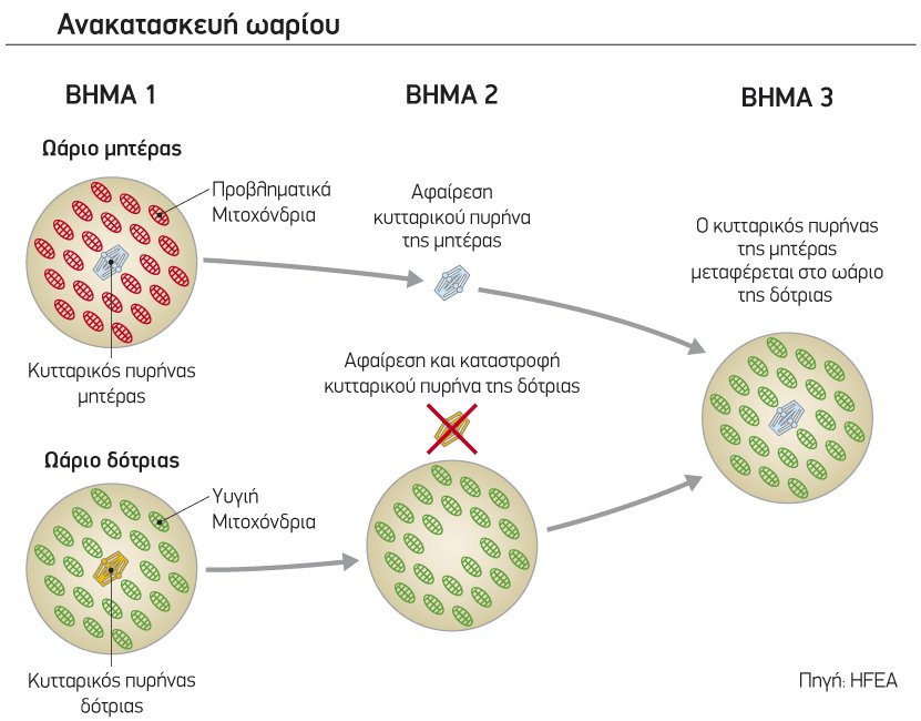 Ανακατασκευή ωαρίου