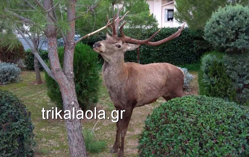 Ελάφι τρίβει τα κέρατά του