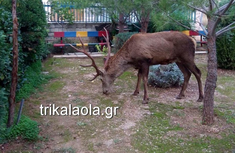 Ελάφι βόσκει σε πρασινάδα
