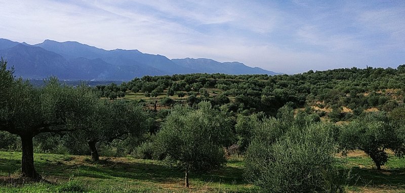 Ελαιώνες