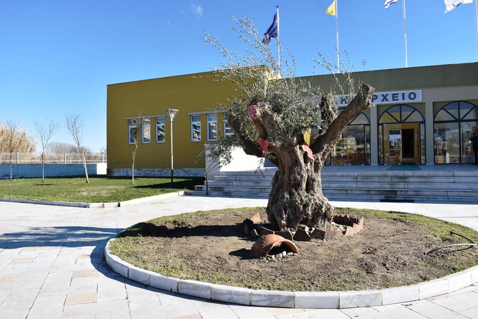 Η μία από τις οκτώ υπεραιωνόβιες ελιές φυτευτηκε μπροστά στο δημαρχείο 