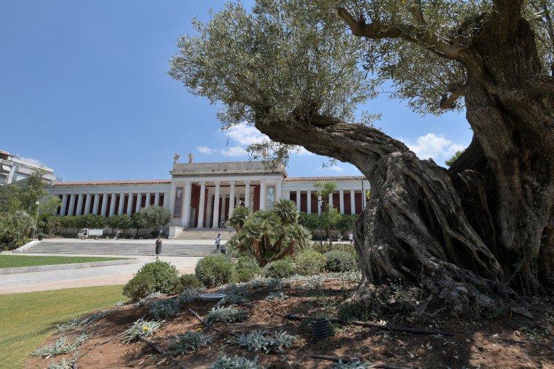 Ο νέος κήπος του Εθνικού Αρχαιολογικού Μουσείου