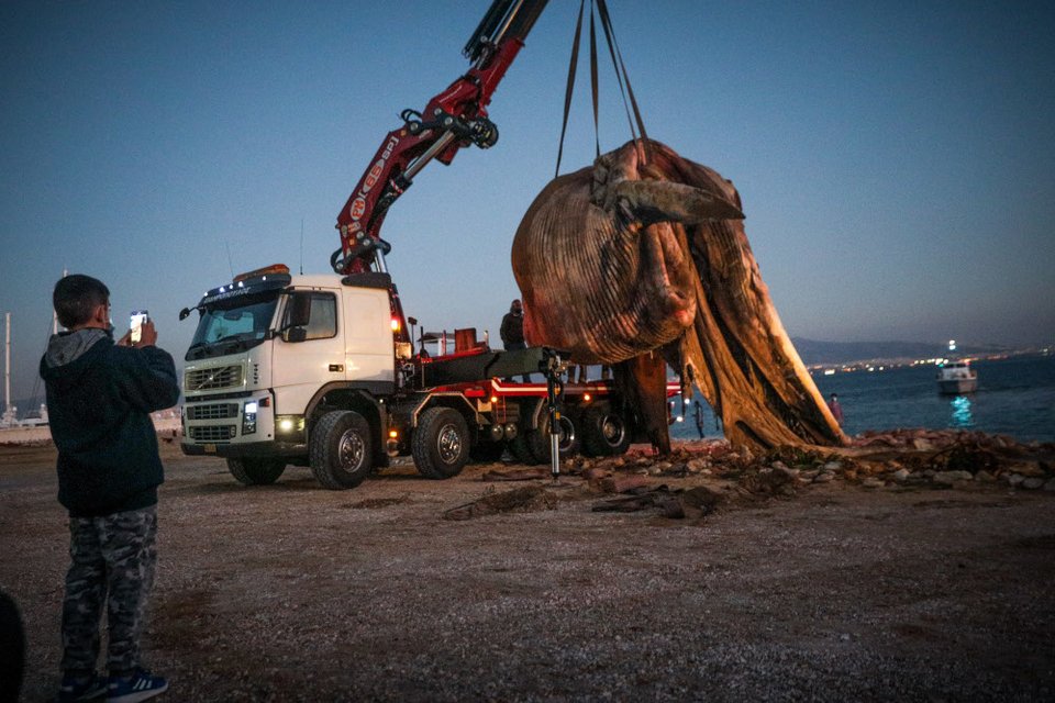 Τα παιδάκια εντυπωσιάστηκαν από το ογκώδες θηλαστικό