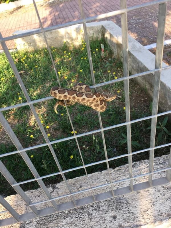 φίδι τυλιγμένο σε κάγκελο παιδικής χαράς