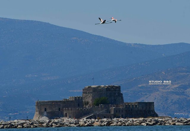 Ροζ φλαμινγκο πετάνε