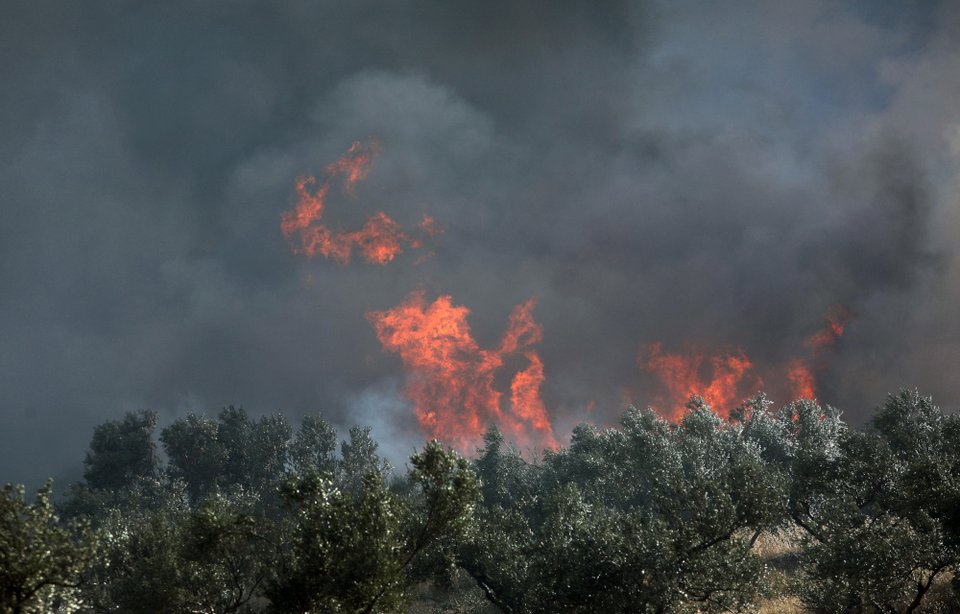 Φωτιά σε δάσος στην Ανάβυσσο