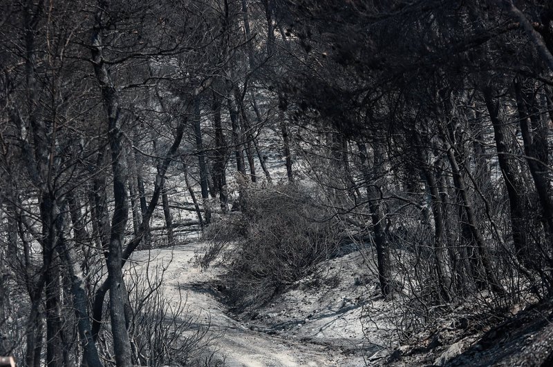 Στάχτη παρθένα δάση από την πυρκαγιά στη Εύβοια