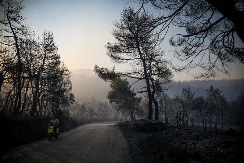 Πρέπει να αντικατασταθούν τα πεύκα με δένδρα που καίγονται λιγότερο εύκολα