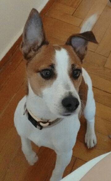 Η μασκότ της εκπομπής, Freud