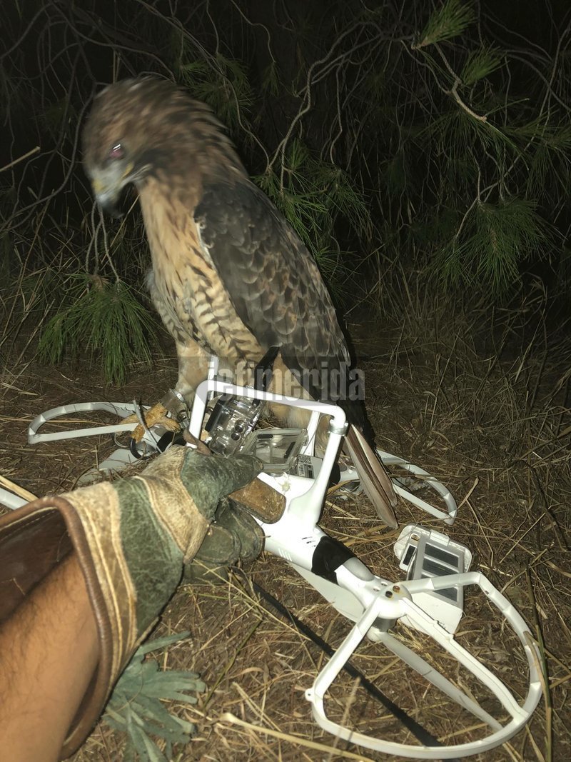 Γεράκι με drone στο πόδι