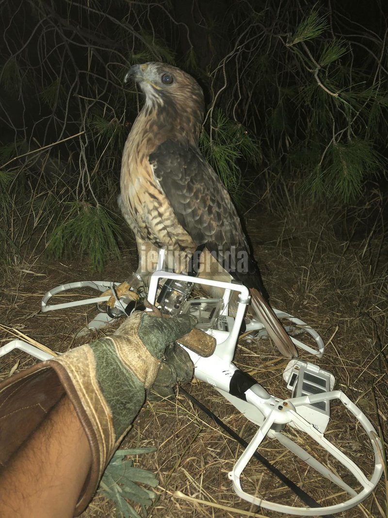 Γεράκι κατέρριψε drone