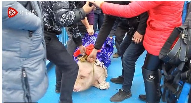 Οι διοργανωτές του σόου έντυσαν το γουρούνι με μία μπλε κάπα/Φωτογραφία: YouTube/ Whatsapp AF