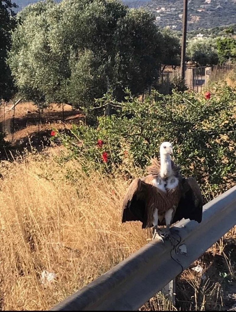 Ο... παραβάτης γυπαετός!