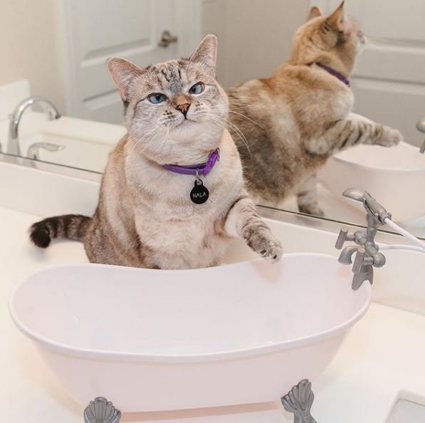 Η γάτα Nala The Cat βγάζει 12.851 δολάρια για κάθε ανάρτηση