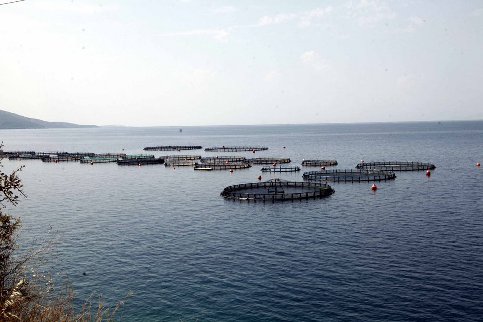 Κλουβιά στη θάλασσα όπου εκτρέφονται τσιπούρες και λαβράκια