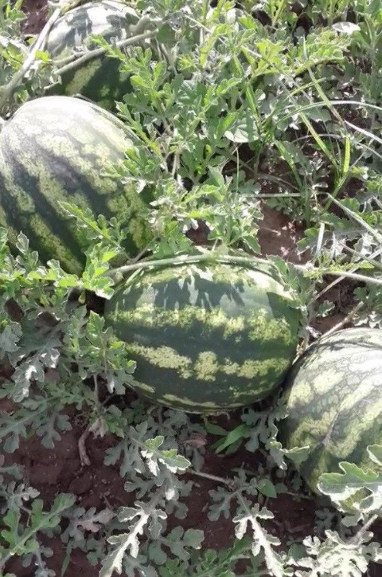 καρπούζια