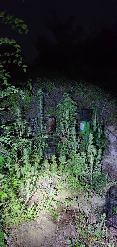 Κέρκυρα φυτείες δενδρυλλίων κάνναβης