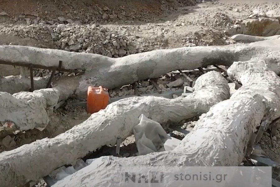 Απολιθωμένο δέντρο με κλαδια, φωτογραφία stonisi.gr