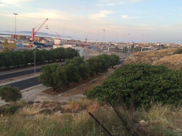 Το μέρος του πάρκου όπου εντοπίστηκαν τα κουτάβια. Η πυκνή φυλλωσιά της συκιάς έσωσε τη ζωή σε τρία εξ αυτών