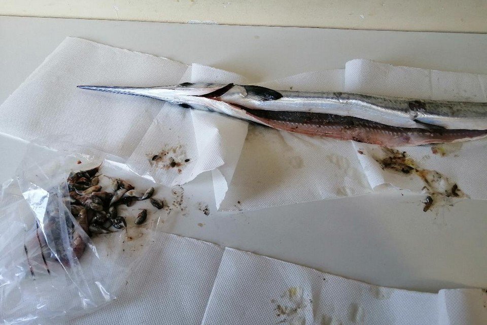 Μία δυσάρεστη έκπληξη περίμενε έναν ερασιτέχνη αλιέα στην Ιεράπετρα της Κρήτης