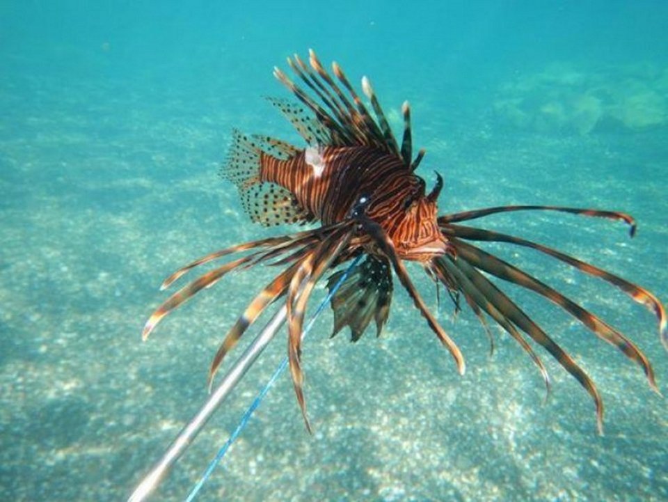 Λεοντόψαρο στα νερά της Κρήτης