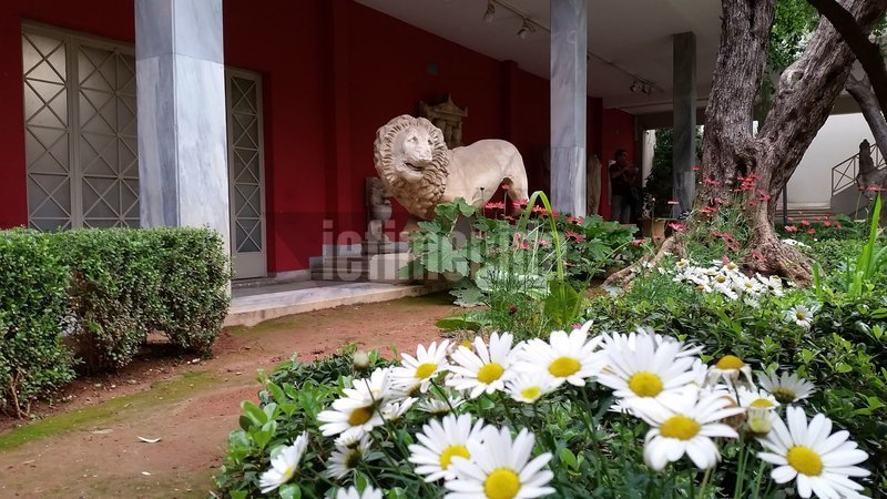 Αγαμα λιονταριού μέσα στον κήπο του Αρχαιολογικού Μουσείου